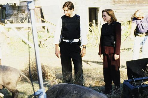 xfiles-home-pigs-small.jpg